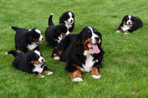 Berner Sennen pups te koop - Beide ouders aanwezig, Dieren en Toebehoren, Honden | Bulldogs, Pinschers en Molossers, Meerdere dieren