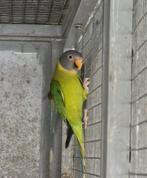 Pruimkoppen, Dieren en Toebehoren, Meerdere dieren, Parkiet, Geringd