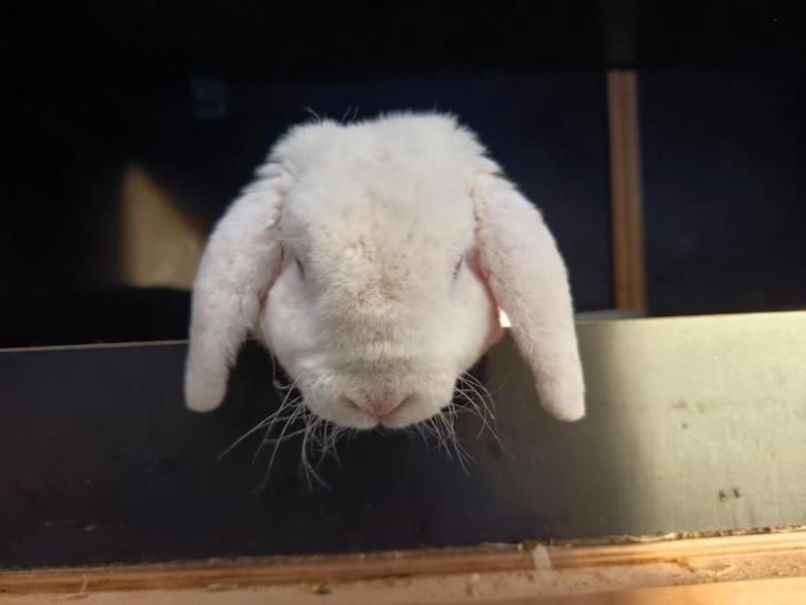 Rex Widder konijntje en hangoortje., Dieren en Toebehoren, Konijnen