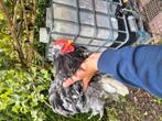 Cochien krielen te koop !!, Dieren en Toebehoren, Pluimvee, Meerdere dieren, Kip