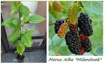 Belles plantes de mûrier « Milanówek » cultivées en pot, 10€, Enlèvement ou Envoi, Printemps, Plein soleil, Plantes fruitières