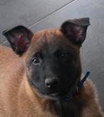 Mechelse herder TEEF, Dieren en Toebehoren, Honden | Herdershonden en Veedrijvers, België, Fokker | Hobbymatig, CDV (hondenziekte)