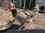 Koppel blauw witgeparelde Ancona's, Meerdere dieren, Kip