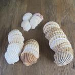 Lot Sint-Jacobsschelpen 3 formaten, Ophalen of Verzenden