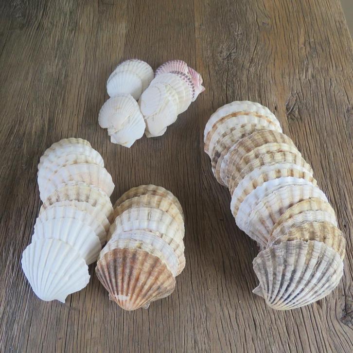 Lot Sint-Jacobsschelpen 3 formaten, Verzamelen, Mineralen en Fossielen, Ophalen of Verzenden