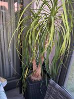 Beaucarnea (Olifantpoot) Recurvata, Tuin en Terras, Planten | Tuinplanten, Ophalen of Verzenden