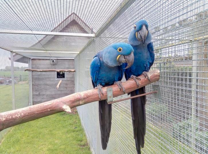 Koppel hyacint ara's, Dieren en Toebehoren, Vogels | Parkieten en Papegaaien, Papegaai, Meerdere dieren, Geringd