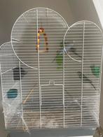 3 oiseaux avec une cage, Animaux & Accessoires, Comme neuf, Enlèvement, Cage à oiseaux