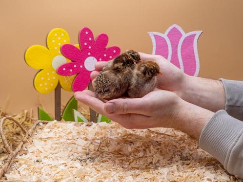 Barnevelder kriel baby kuikens hennetjes, gesekst en ingeënt, Dieren en Toebehoren, Pluimvee, Kip, Vrouwelijk