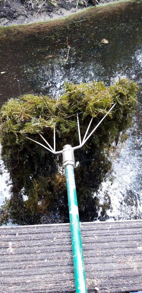 Gedoornd Hoornblad, Tuin en Terras, Planten | Tuinplanten, Vaste plant, Volle zon, Bloeit niet, Ophalen