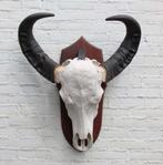 Grote schedel AUSTRALISCHE WATERBUFFEL op schild (gewei), Verzamelen, Dierenverzamelingen, Ophalen, Zo goed als nieuw, Wild dier