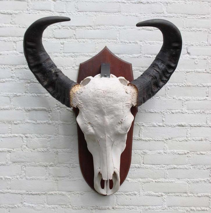 Grote schedel AUSTRALISCHE WATERBUFFEL op schild (gewei), Verzamelen, Dierenverzamelingen, Zo goed als nieuw, Schedel, Wild dier