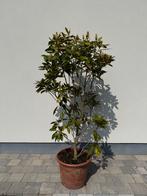 Magnolia grandiflora, Ophalen, Zomer, Halfschaduw, 100 tot 250 cm