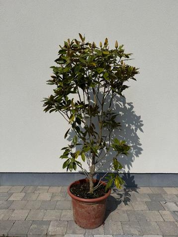 Magnolia grandiflora beschikbaar voor biedingen