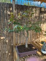 Bonsai Acer Palmatum “ Katsura “, Jardin & Terrasse