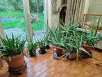 Aloe vera planten, medicinaal gebruik, Huis en Inrichting, Kamerplanten, Ophalen, Vetplant, In pot