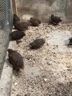 Kwartels, Meerdere dieren, Tam