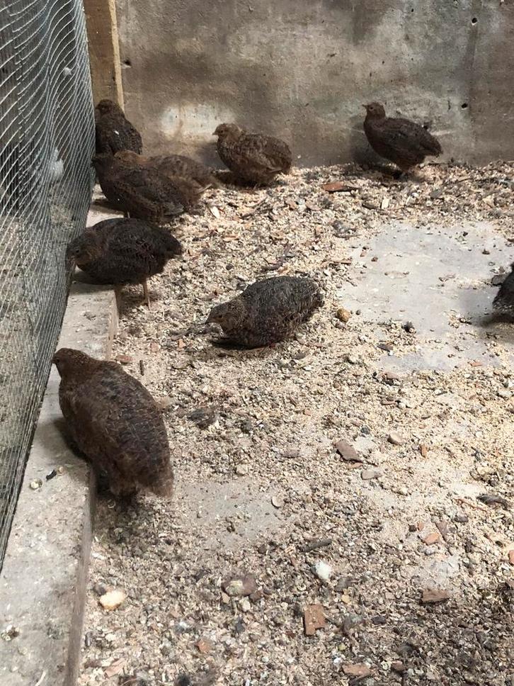 Kwartels, Dieren en Toebehoren, Vogels | Overige Vogels, Meerdere dieren, Tam