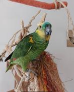 Blauw voorhoofd Amazone., Dieren en Toebehoren, Tam