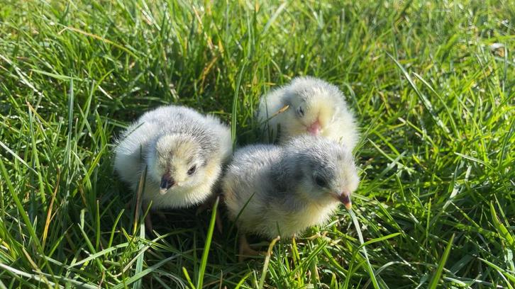 Broedeieren gezocht, Dieren en Toebehoren, Pluimvee, Overige soorten, Meerdere dieren