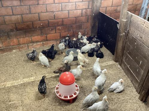 Kuikens, Dieren en Toebehoren, Pluimvee, Kip, Mannelijk