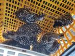 Mechelse koekoek kuikens te koop, Dieren en Toebehoren, Pluimvee, Meerdere dieren, Kip