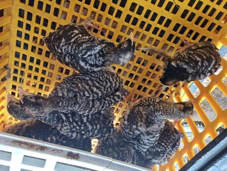Mechelse koekoek kuikens te koop, Dieren en Toebehoren, Pluimvee, Kip, Meerdere dieren