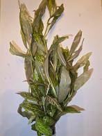 Aquariumplant hygrophila rosae australis., Dieren en Toebehoren, Ophalen