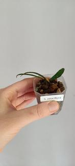 Hoya pauciflora, Ombre partielle, Plante verte, Enlèvement ou Envoi, Moins de 100 cm