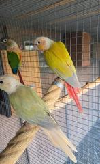 Conure molinae, Dieren en Toebehoren, Vogels | Parkieten en Papegaaien, Mannelijk