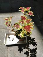 Coleus inky fingers in goede gezondheid., Ophalen, Volle zon