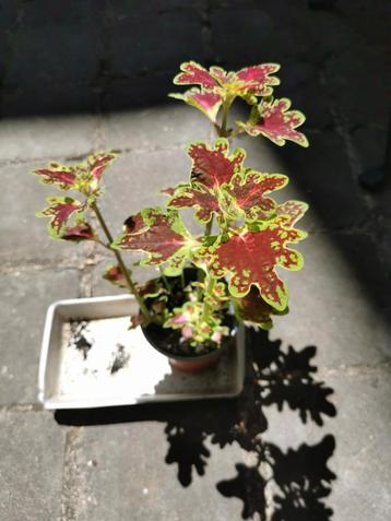 Coleus inky fingers in goede gezondheid. beschikbaar voor biedingen