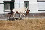 Superleuke 2.5 jarige, Dieren en Toebehoren, Paarden, Hengst, Minder dan 160 cm, Recreatiepaard