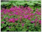 Tuingeranium macrorrhizum, Ophalen, Vaste plant, Bodembedekkers