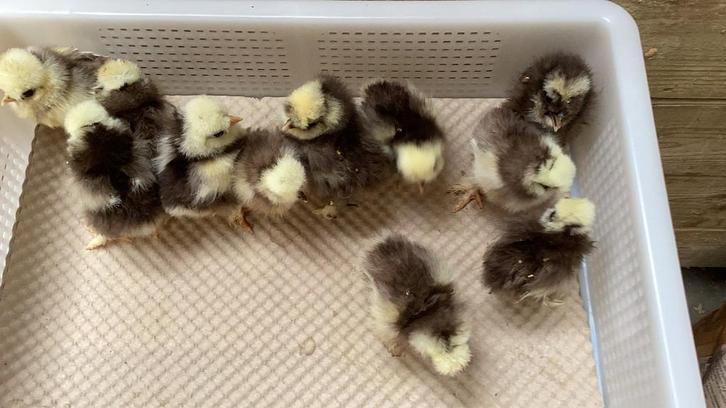 Usa zijdehoen kuikens, Animaux & Accessoires, Volatiles, Poule ou poulet, Sexe inconnu