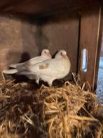 Nestkoppel sierduiven, Meerdere dieren, Overige soorten