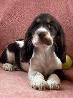 Engelse cocker spaniel pups, Dieren en Toebehoren, Honden | Retrievers, Spaniëls en Waterhonden, België, 15 weken tot 1 jaar, CDV (hondenziekte)