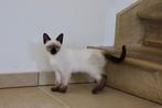 Siamese thai kittens beschikbaar, Poes, Gechipt, 0 tot 2 jaar