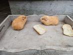Cavias, Dieren en Toebehoren, Augustus, Mannelijk, Cavia