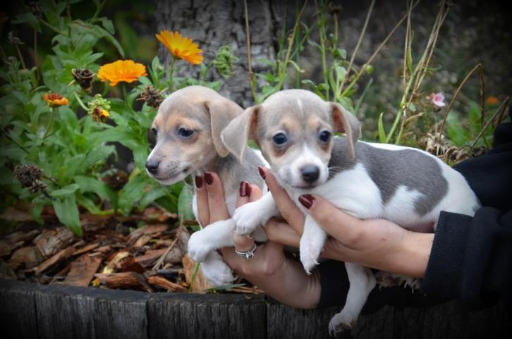 Jack Russell Terrier pups blauw lilac, Dieren en Toebehoren, Honden | Jack Russells en Terriërs, Meerdere dieren, Jack Russell Terriër