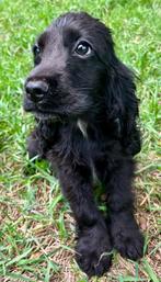 Engelse Cocker Spaniël pups, Dieren en Toebehoren, België, Fokker | Hobbymatig, 15 weken tot 1 jaar, Reu
