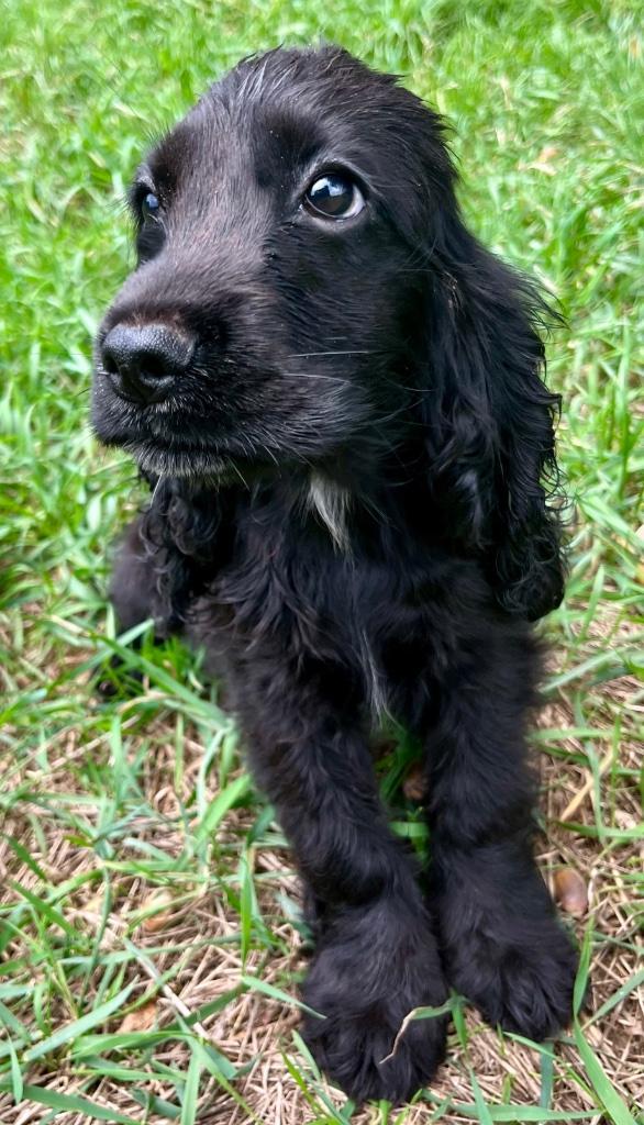Engelse Cocker Spaniël pups, Dieren en Toebehoren, Honden | Retrievers, Spaniëls en Waterhonden, Reu, Spaniël, Fokker | Hobbymatig