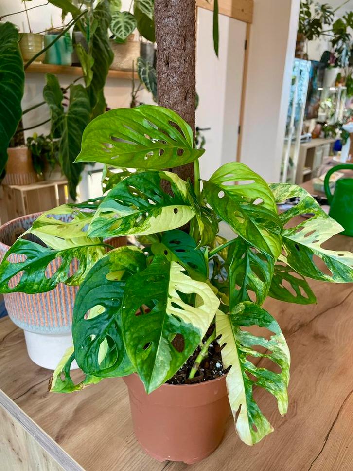 Monstera adansonii aurea op paal, Huis en Inrichting, Kamerplanten, Ophalen of Verzenden