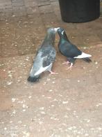 Wamduiven, Dieren en Toebehoren