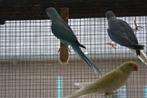 Halsbandparkieten 2020-2022 WKWS / Opaline, Dieren en Toebehoren, Meerdere dieren, Parkiet, Geringd