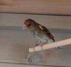 Kruising groenvink x kanarie, Dieren en Toebehoren, Vogels | Overige Vogels, Geringd