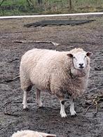 Schaap ooi, Animaux & Accessoires, Femelle, Mouton, 3 à 5 ans