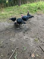Gerskalkoen haan en hen 4 maanden per stuk 25, Dieren en Toebehoren, Meerdere dieren