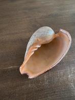 Grand coquillage, Collections, Enlèvement ou Envoi, Coquillage(s)