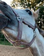 Spaanse merrie, Dieren en Toebehoren, Paarden, Merrie